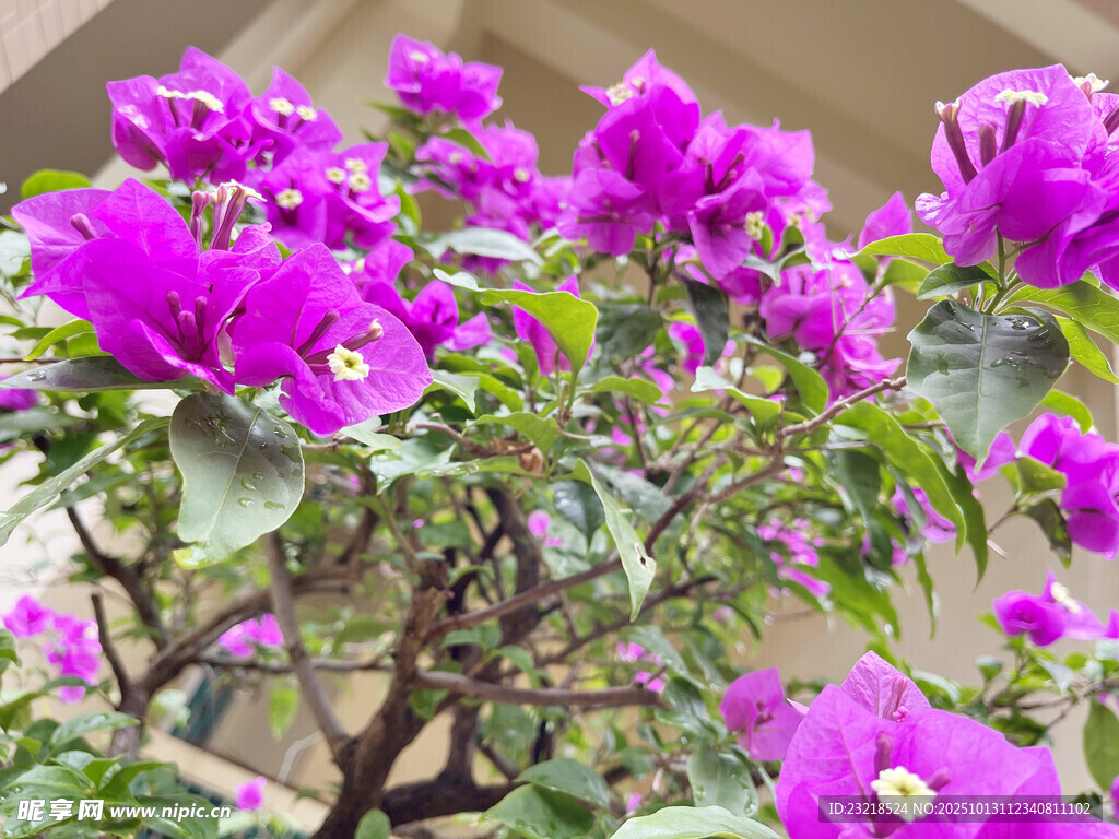 叶子花
