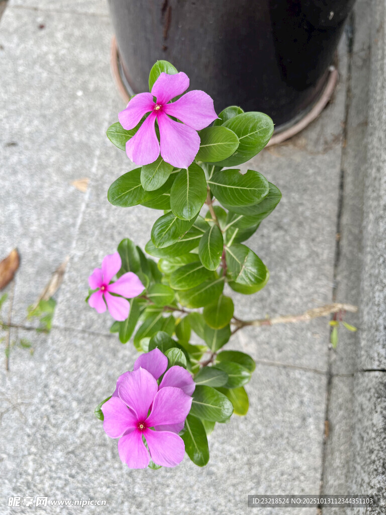 小红花