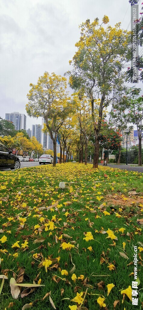 春天里的城市街道