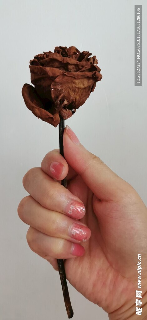 枯萎的玫瑰花