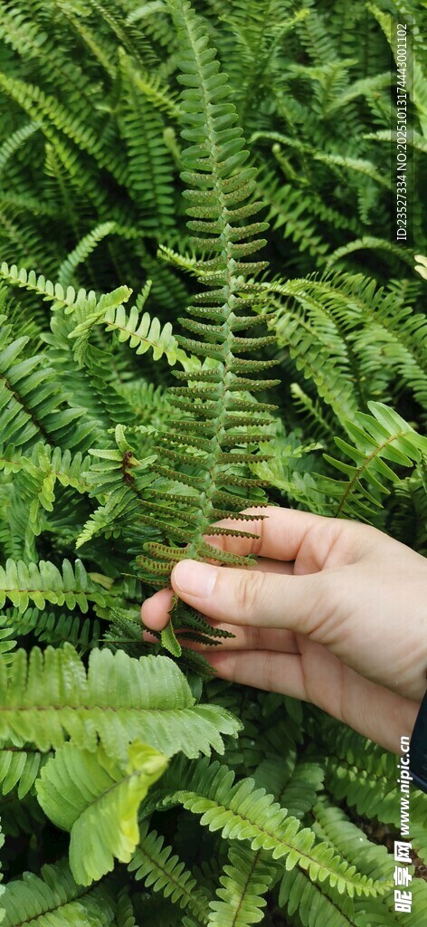 神奇的植物