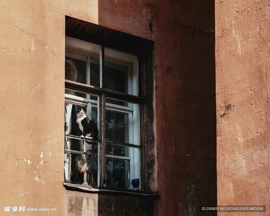 窗边小猫