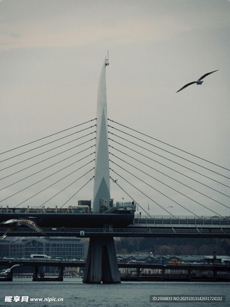跨海大桥与飞翔海鸥
