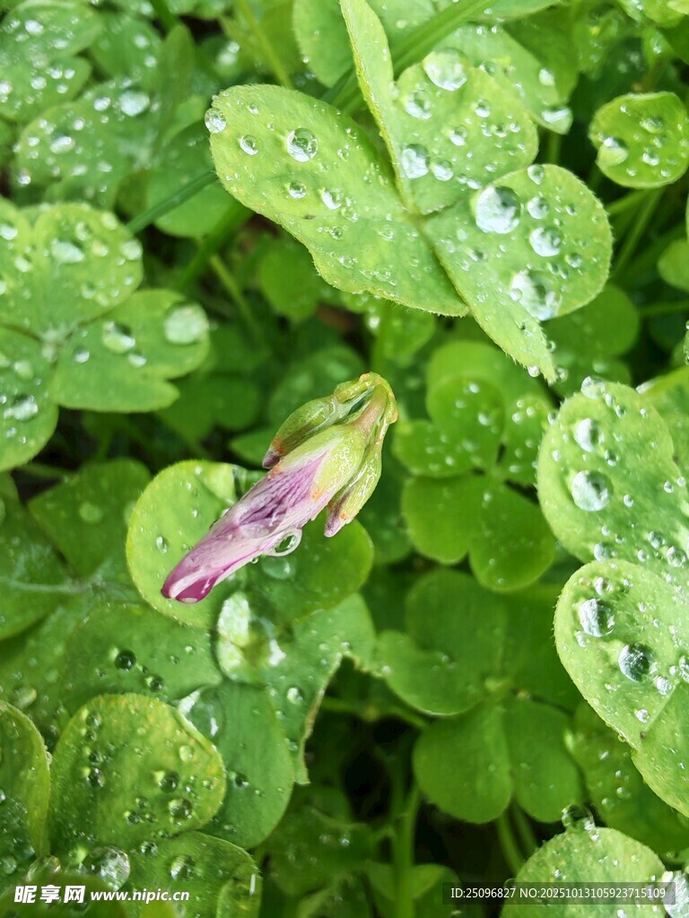 三叶草