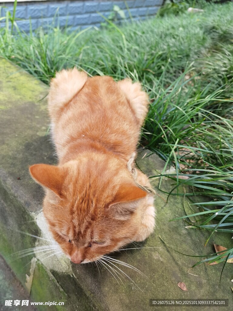 橘猫低头嗅地