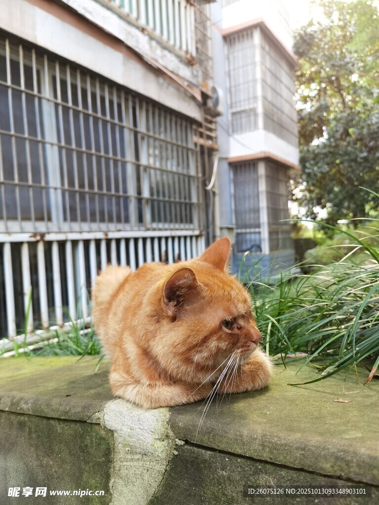 橘猫趴窗台休憩