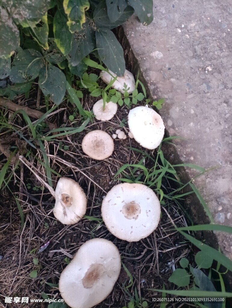 草地上的几朵白色蘑菇