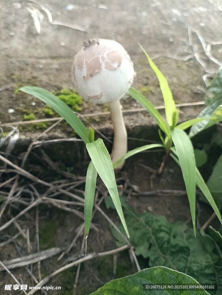 草丛中的蘑菇