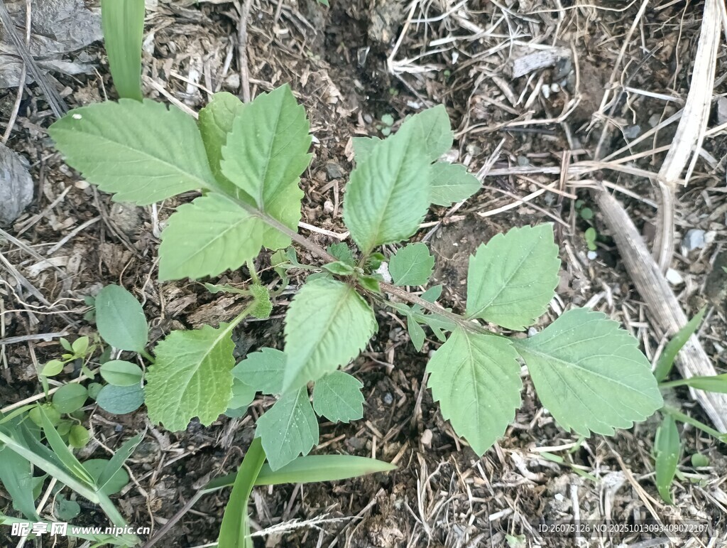 地面上的绿色植物