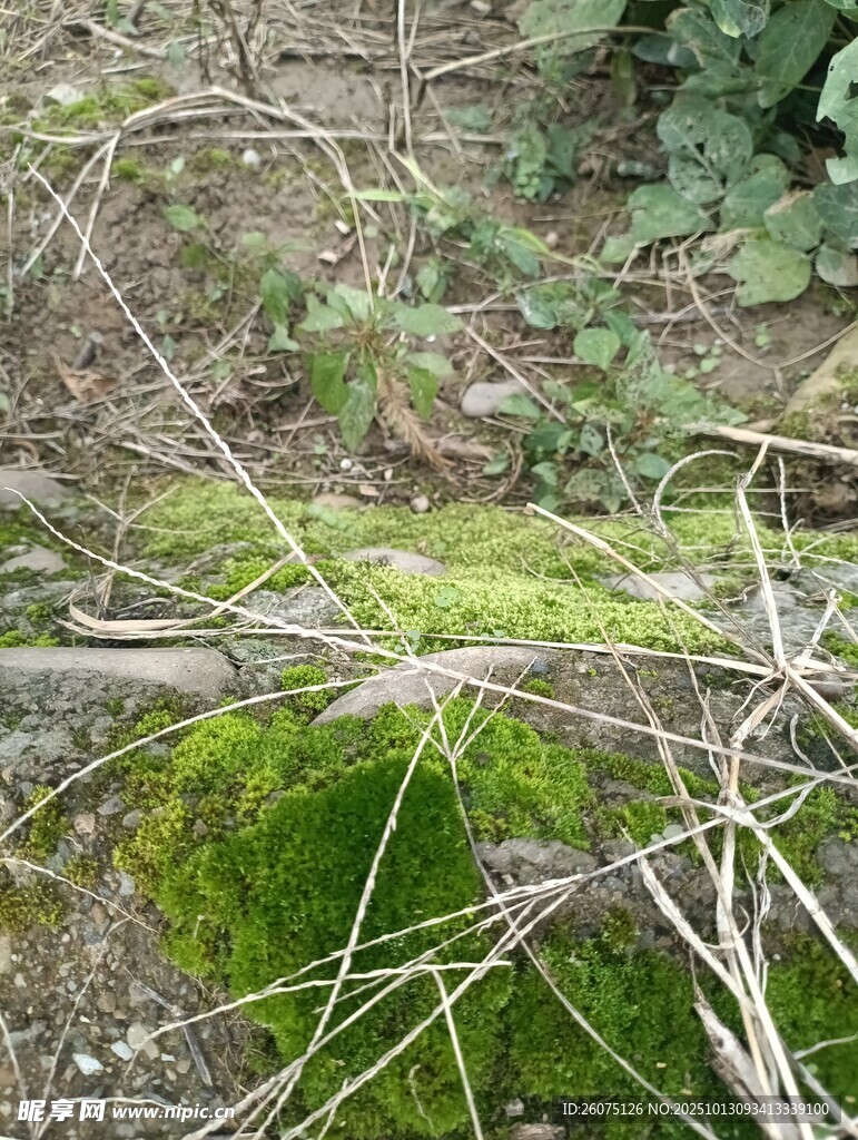 林间覆满青苔的枯树枝