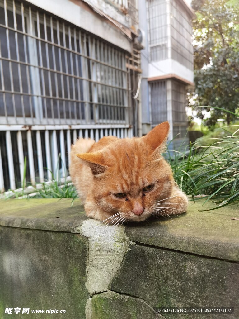橘猫慵懒趴墙头