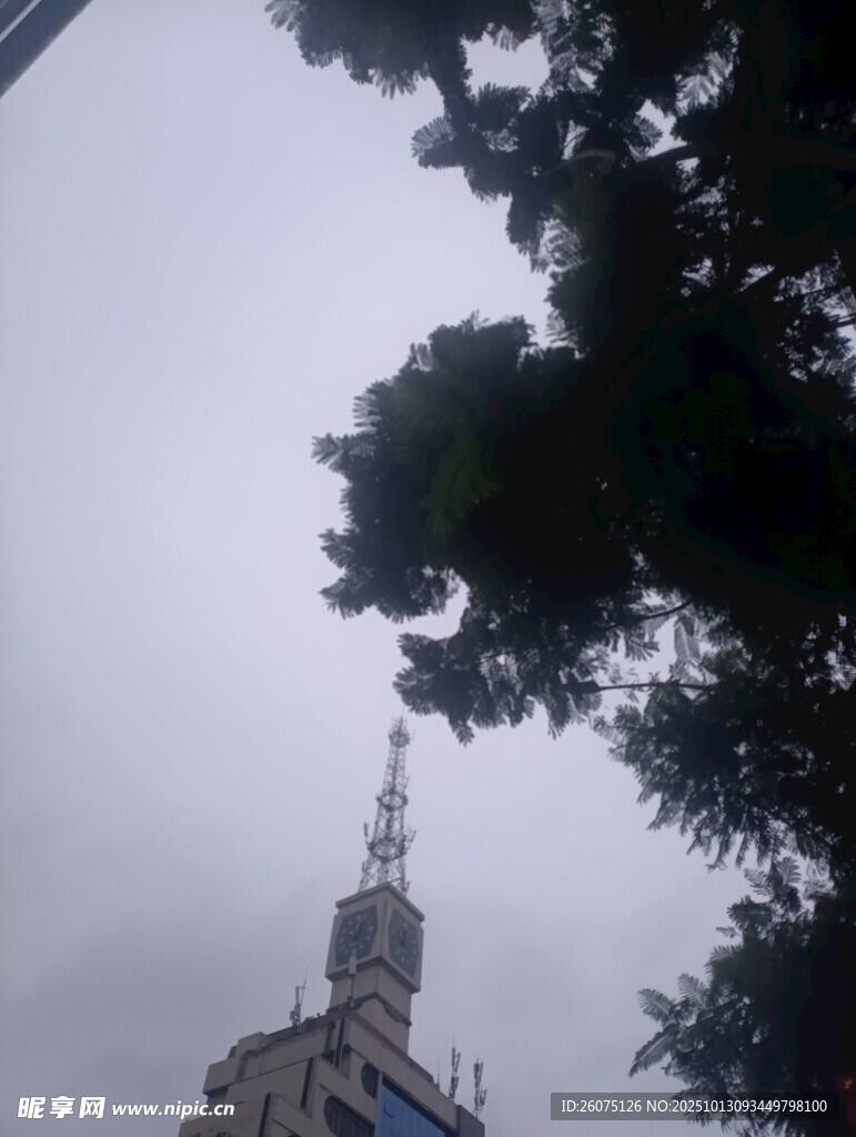 高耸建筑与枝叶相映