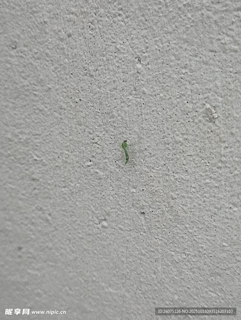墙上的小绿虫