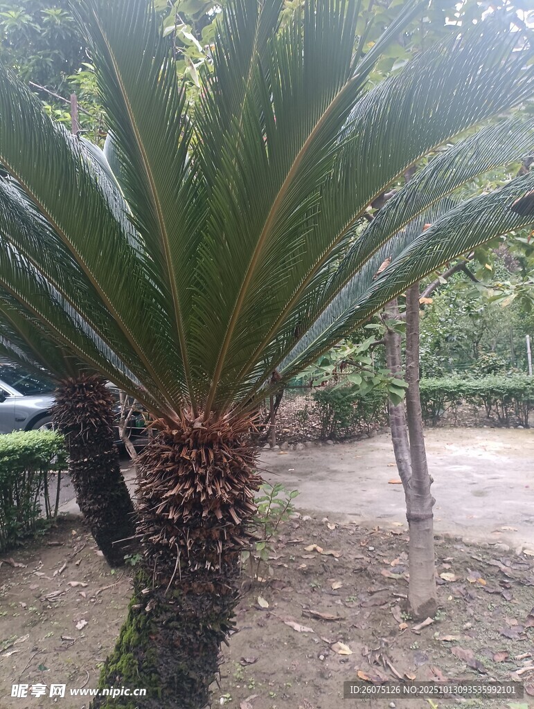 户外的大型苏铁植物
