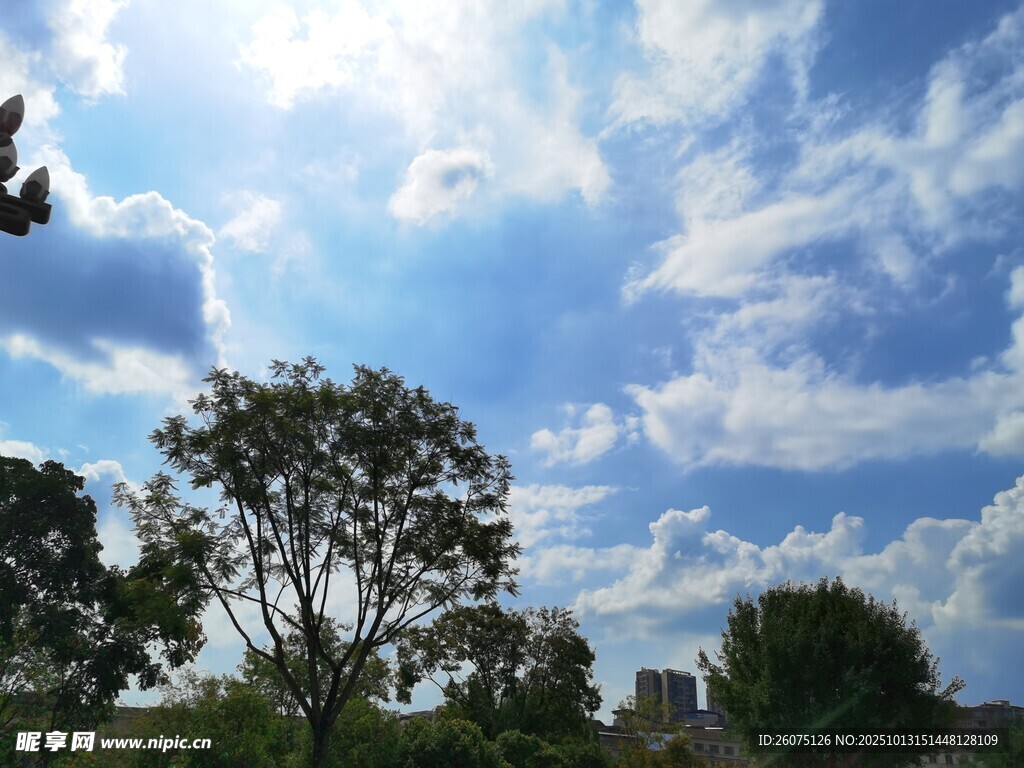 蓝天白云下的树木景观