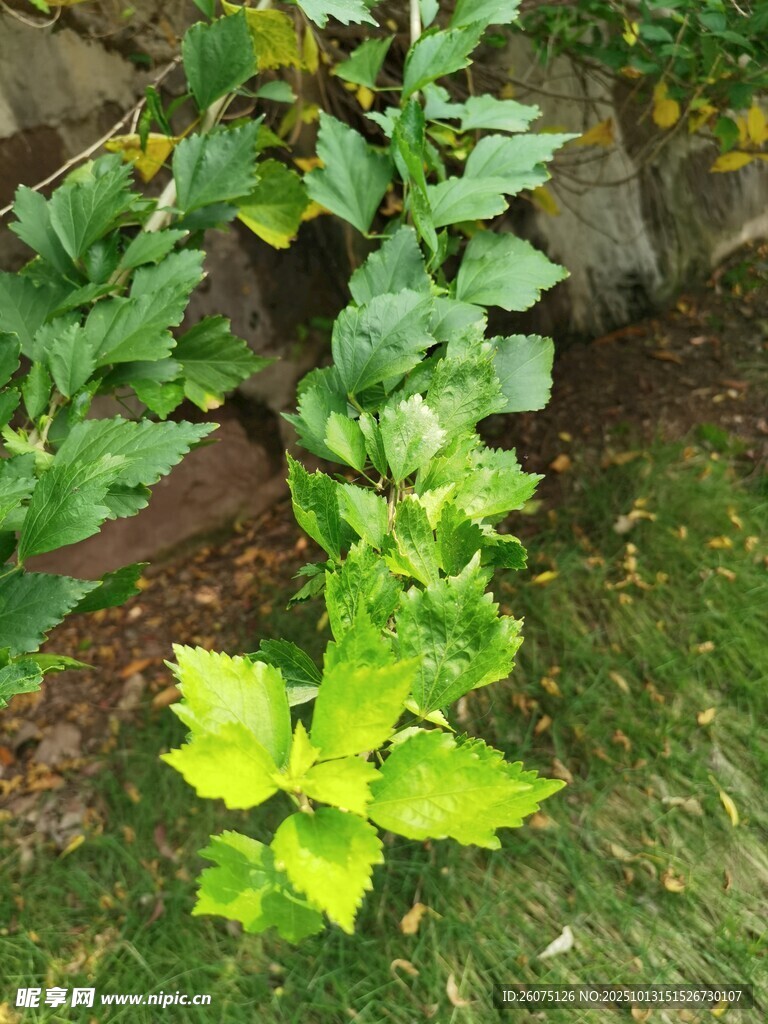 绿叶植物生机盎然