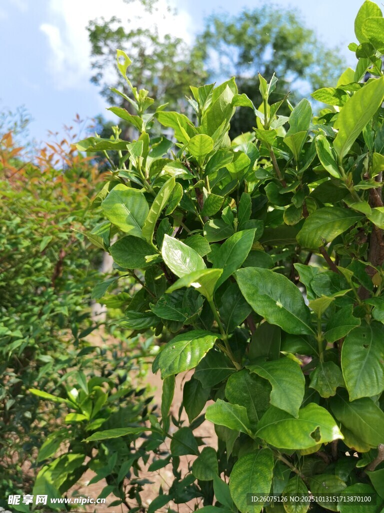 绿意盎然的植物景观