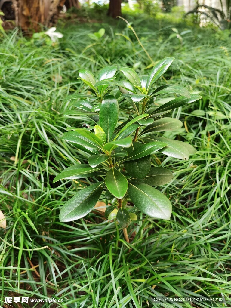 翠绿繁茂的绿植盆栽