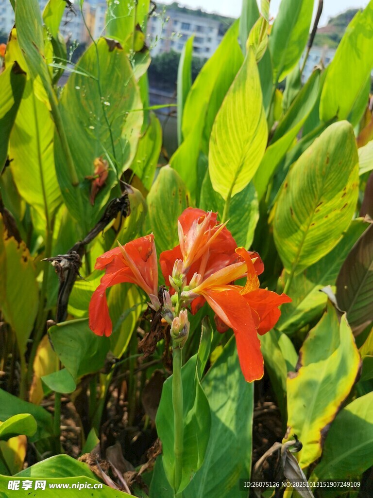 鲜艳红花绽放绿叶间