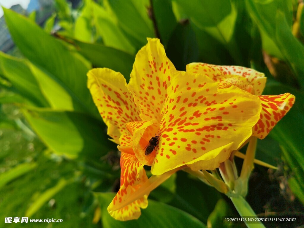 娇艳黄色斑点兰花特写