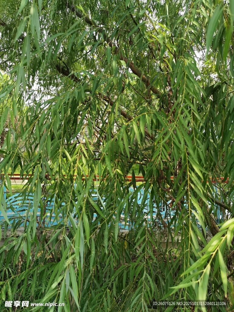 垂柳依依绿意盎然的景致