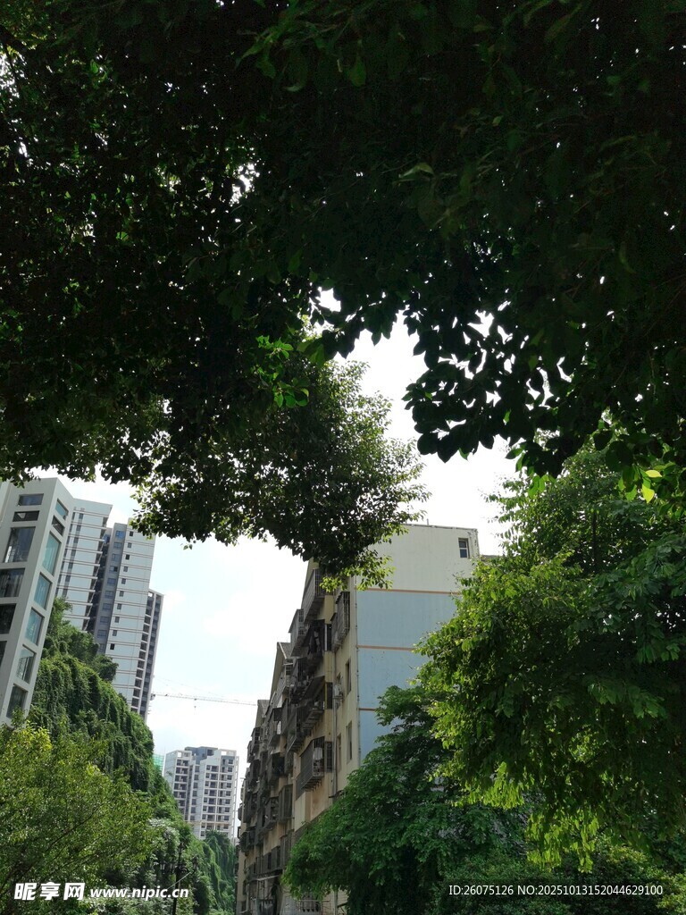 城市中葱郁的绿树景观