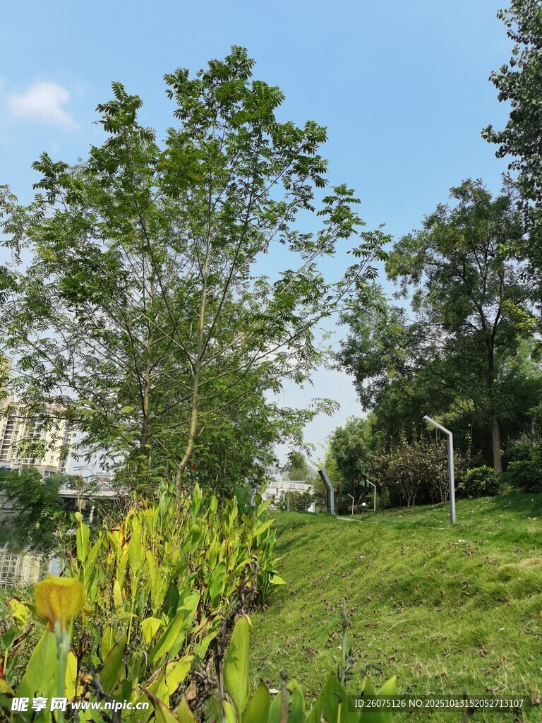 绿意盎然的户外自然景致