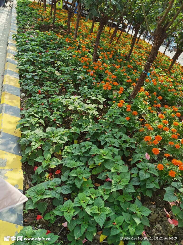 路边多彩花卉绿植景观