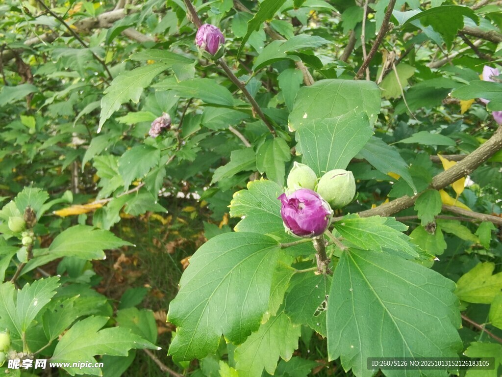 绿叶间的紫花植物
