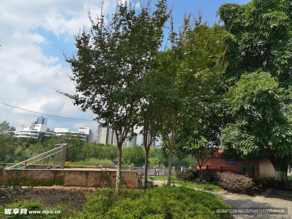 绿树环绕的宁静户外景致