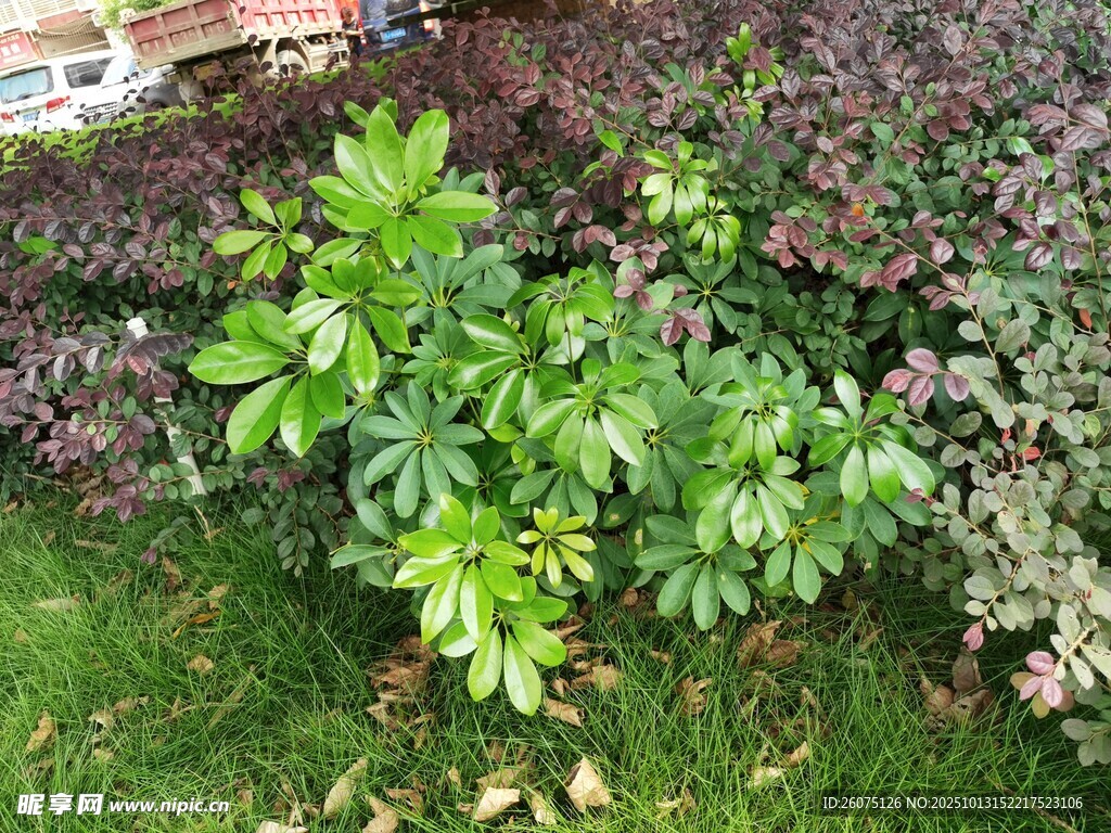 绿叶繁茂的户外植物景观