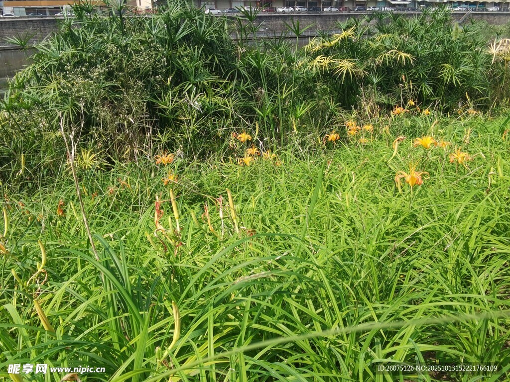 夏日葱郁草地与花卉景观