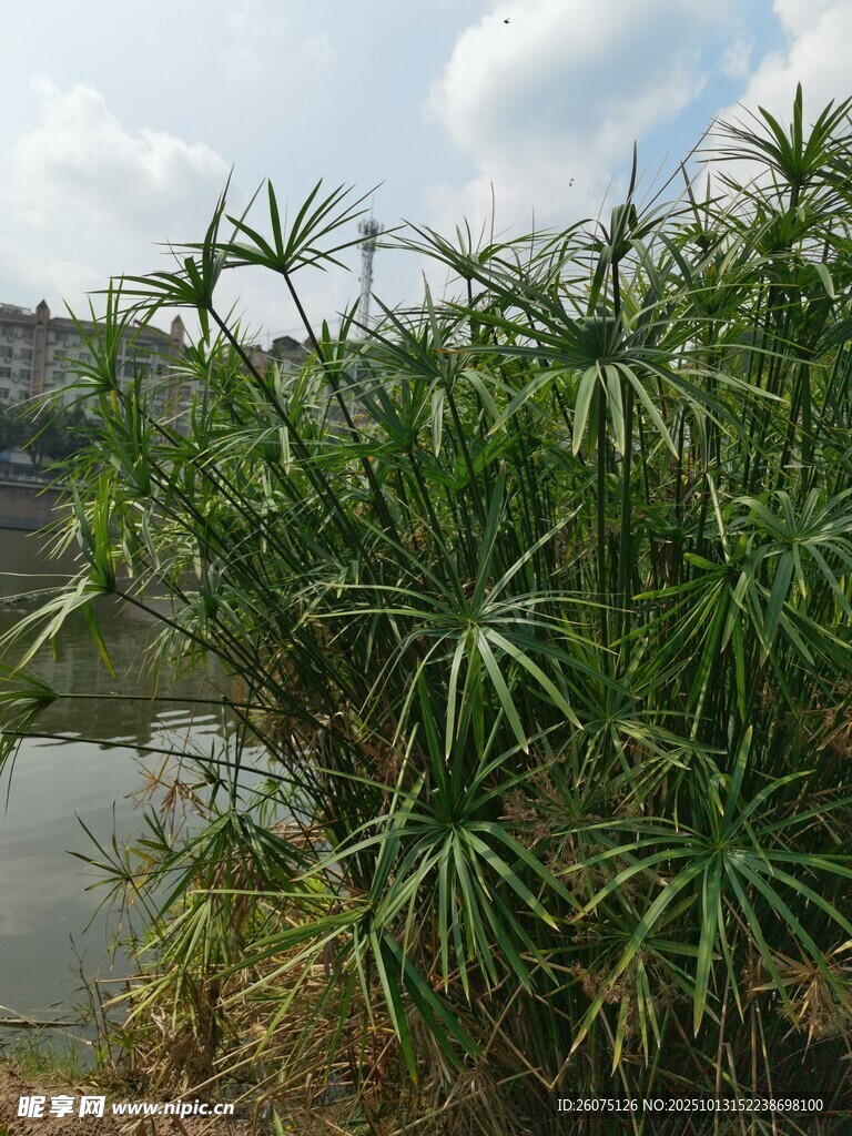 水边繁茂的绿色植物
