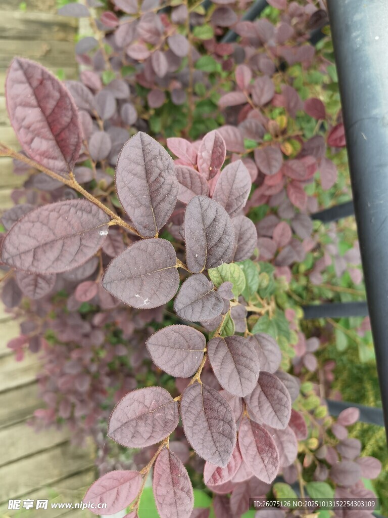 紫红色叶片植物特写