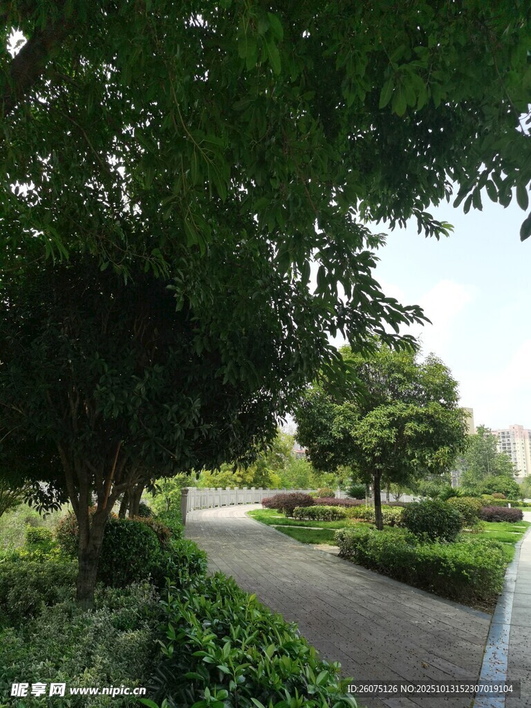 林荫小道静谧园林景致