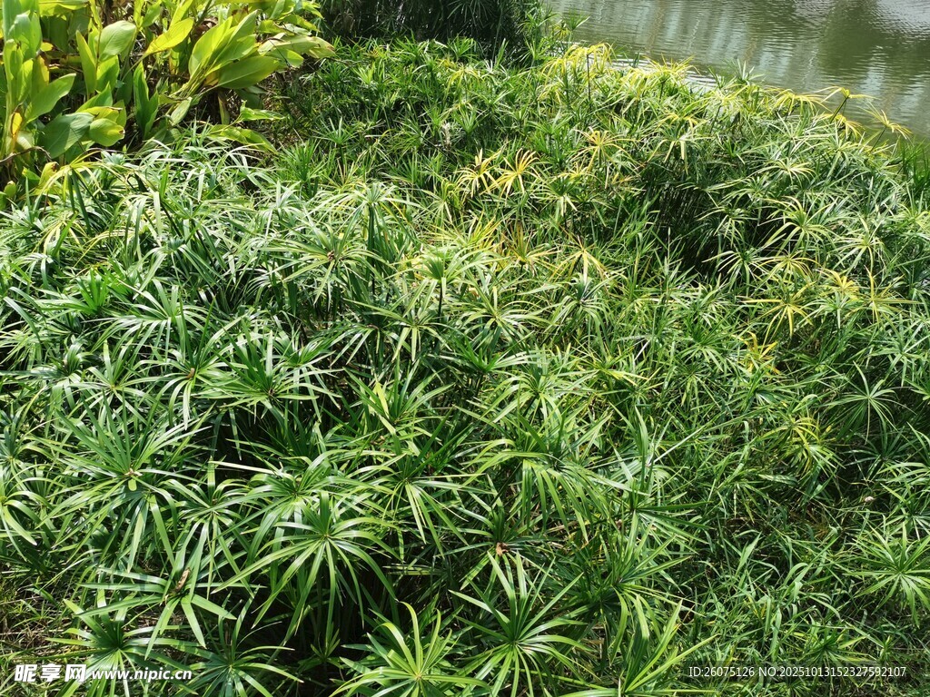 茂密绿植叶片繁茂