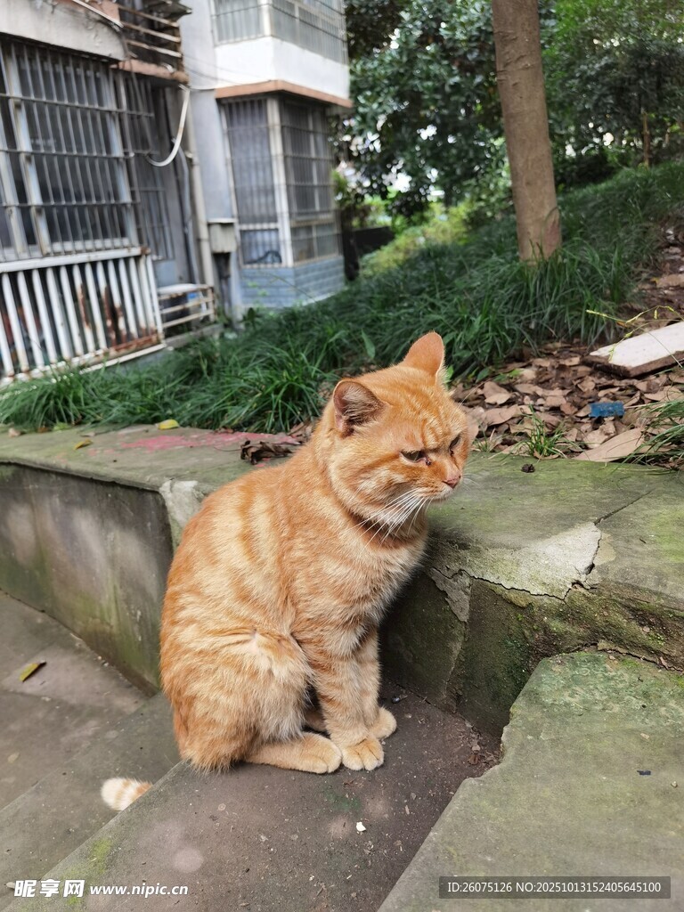 户外橘猫独坐