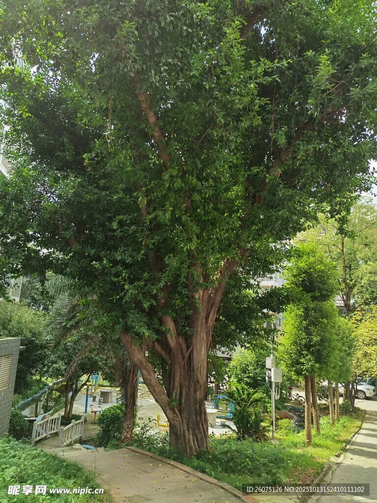 林荫小道旁的葱郁大树