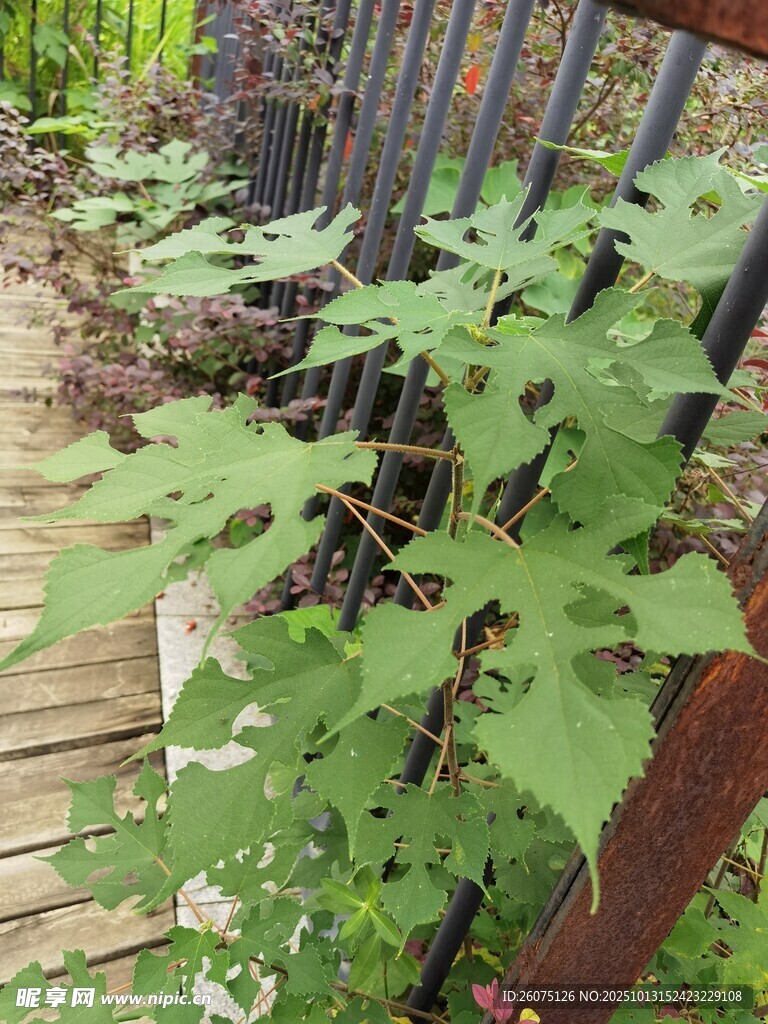 木栈道旁繁茂的绿色植物