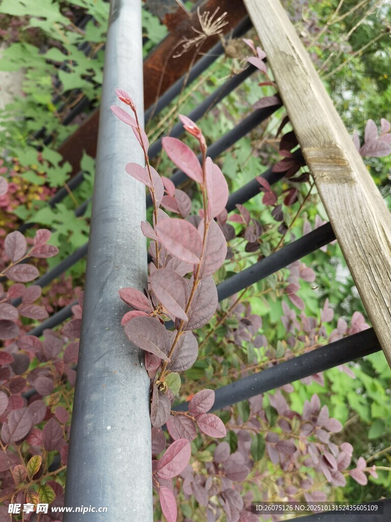 金属杆旁的多彩植物景观