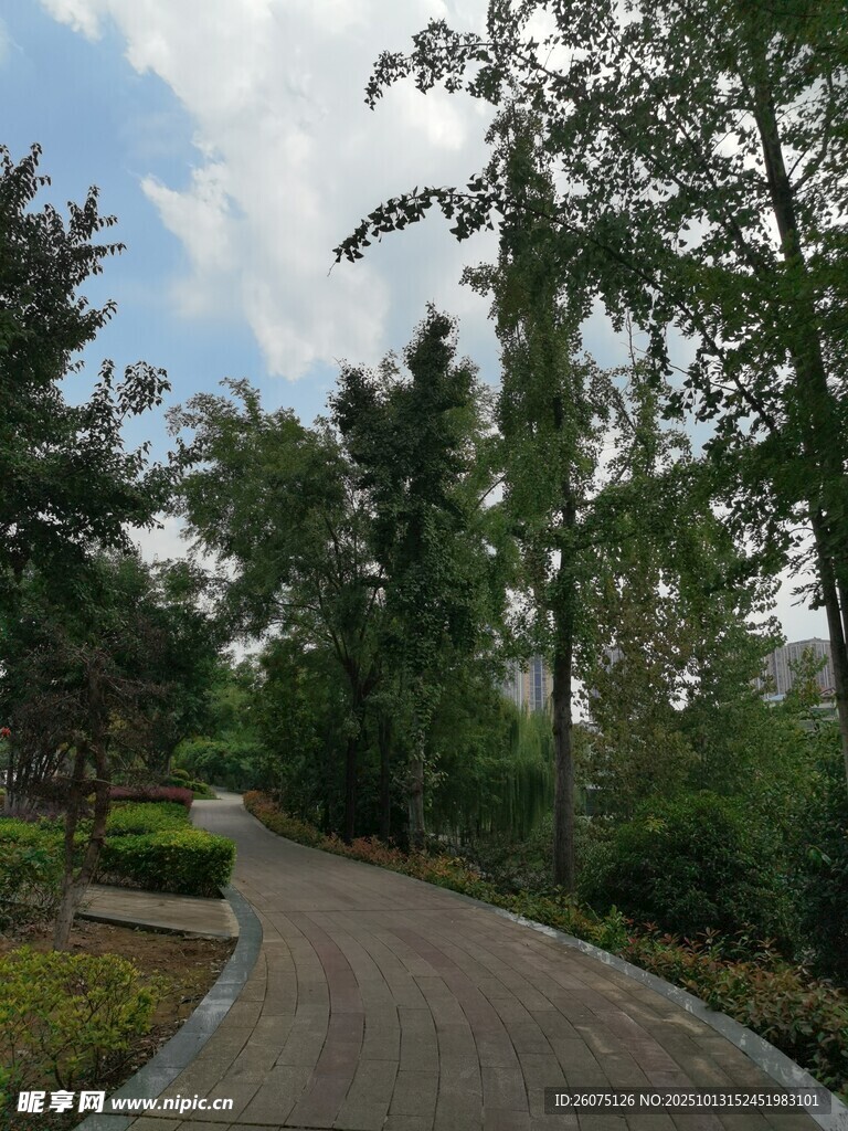 林间蜿蜒小路