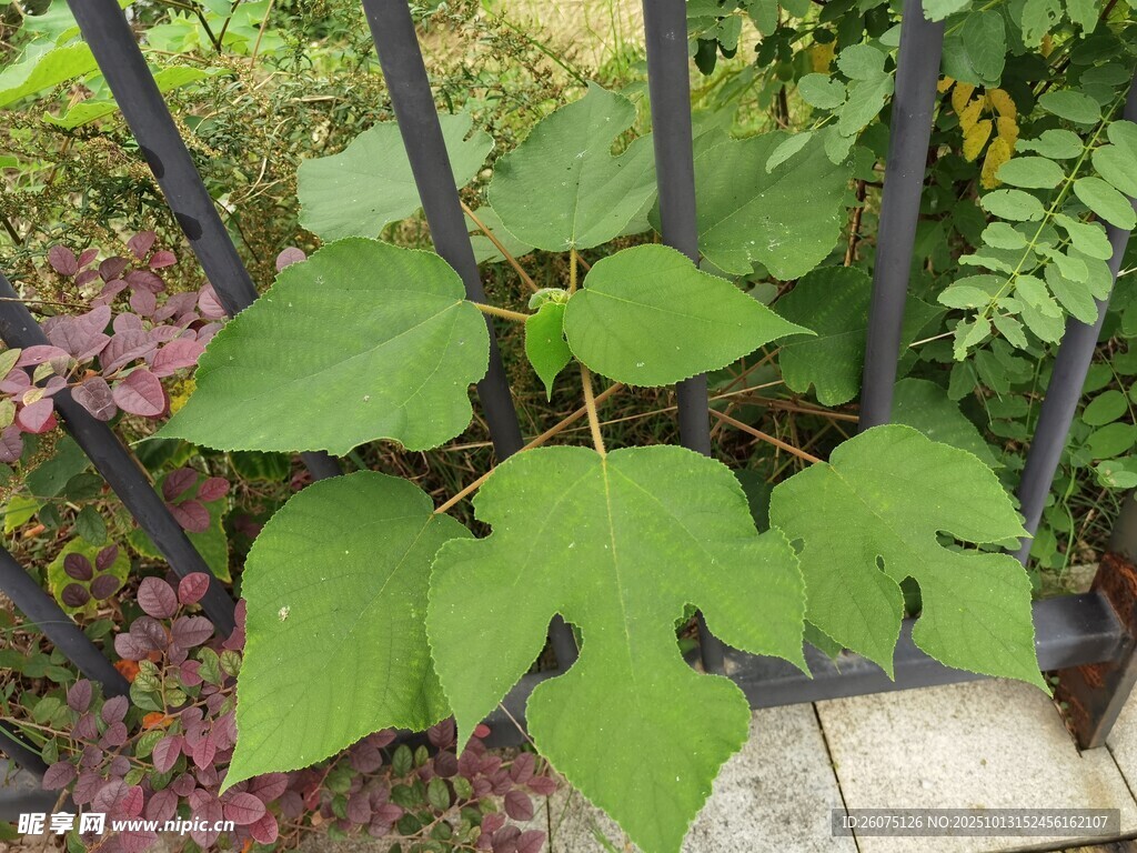 绿叶植物生机盎然