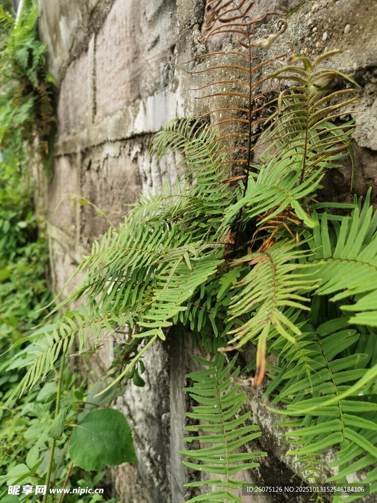 石缝间的翠绿蕨类植物