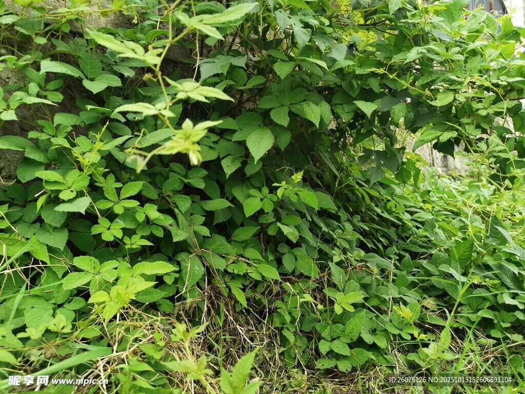 繁茂绿植景观