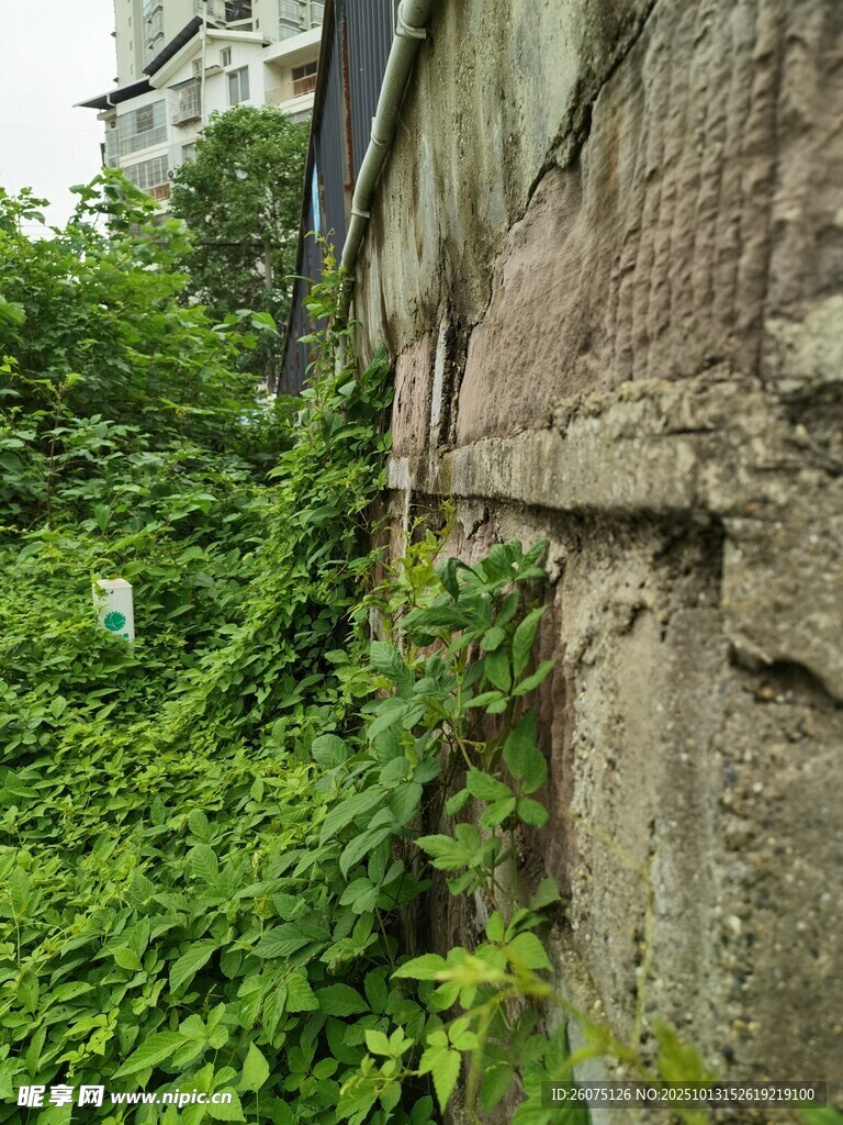 石墙边繁茂的绿色植物