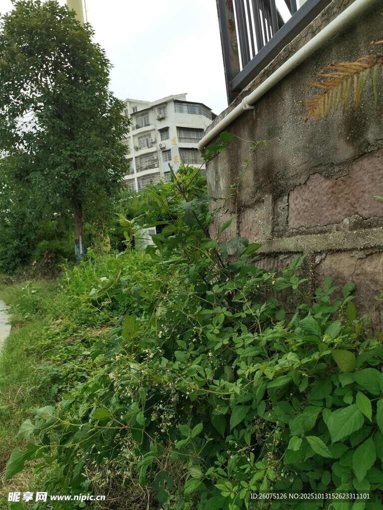 墙边繁茂绿植景观