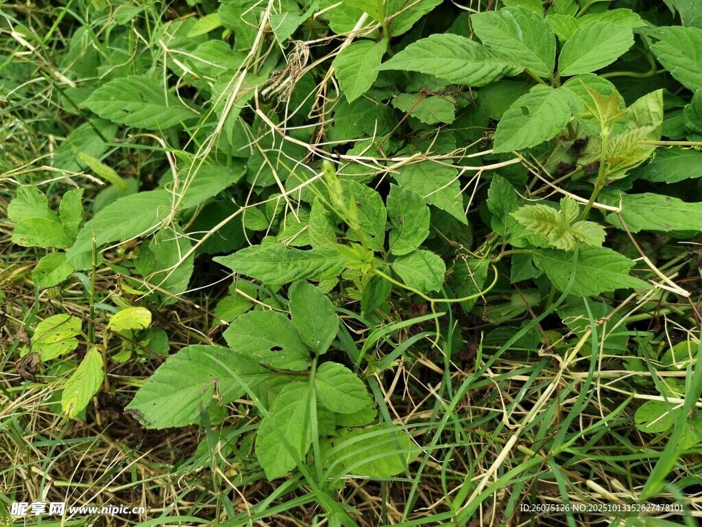 绿叶繁茂的野生植物