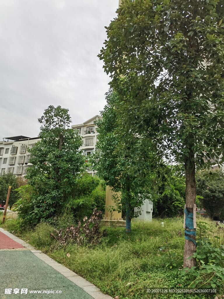 小区内的绿树与步道景观