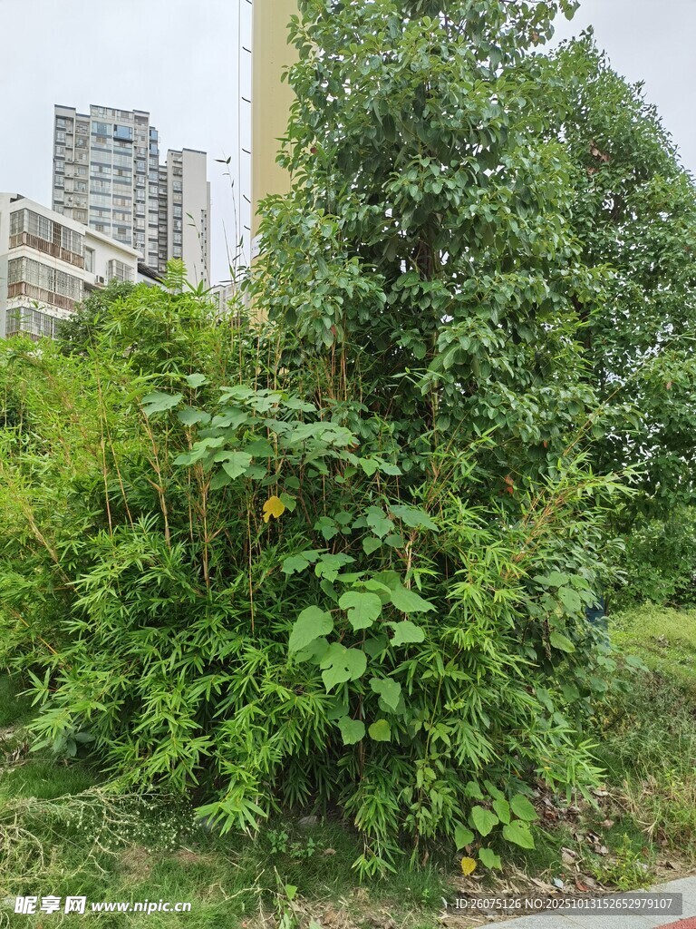 城市中的繁茂绿植景观