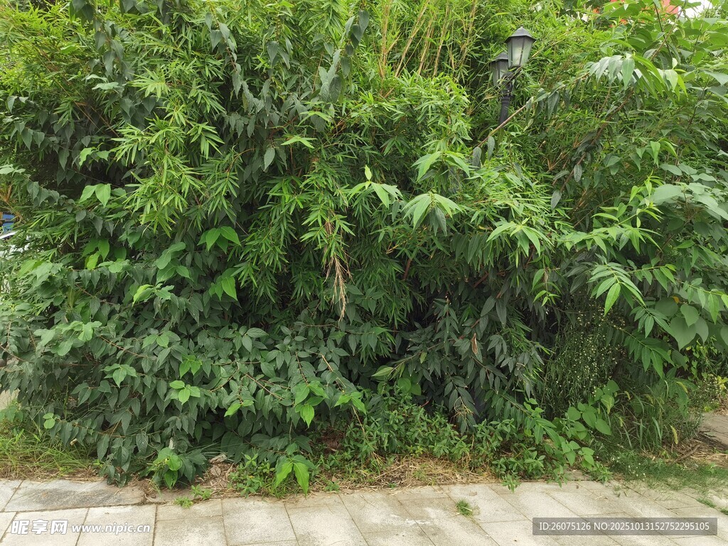 茂密绿植覆盖的路边景象